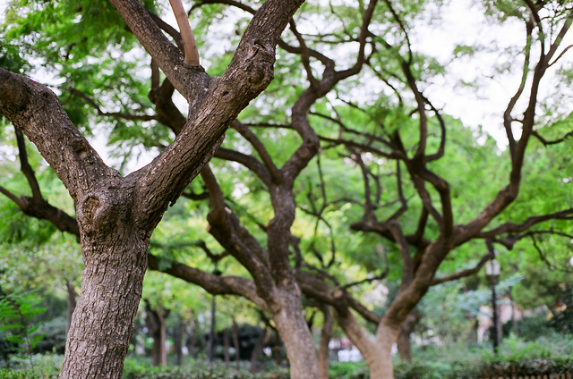 Signalen turbukse Okergul, S 