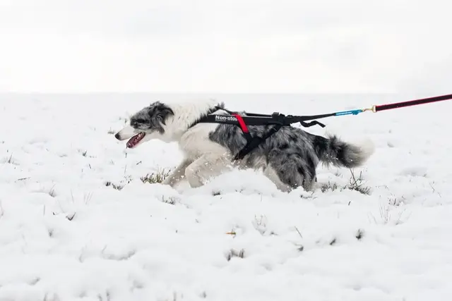 Koda trekksele Sort, 7 