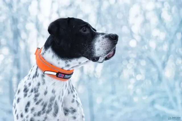 Jeppe halsbånd Oransje, 30 